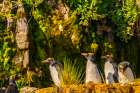 Antarctica, South Georgia. Close-up of macaroni penguins on cliff ledge. Art Print
